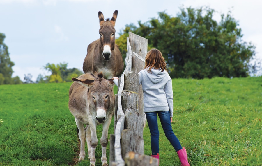 A photo of two donkeys and a young person visiting at the Donkey Sanctuary of Canada.