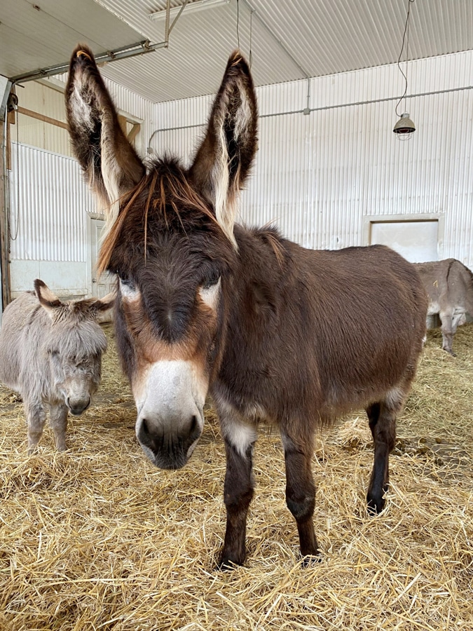 A photo of a donkey named Melody in the Donkey House at the Donkey Sanctuary of Canada.