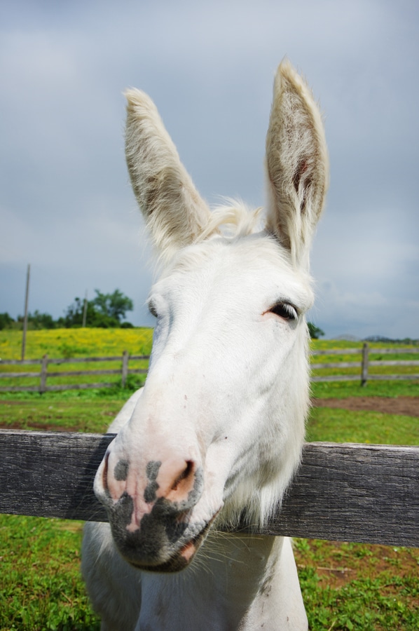 Photo of a donkey named Misty looking over a fence at the Donkey Sanctuary of Canada.