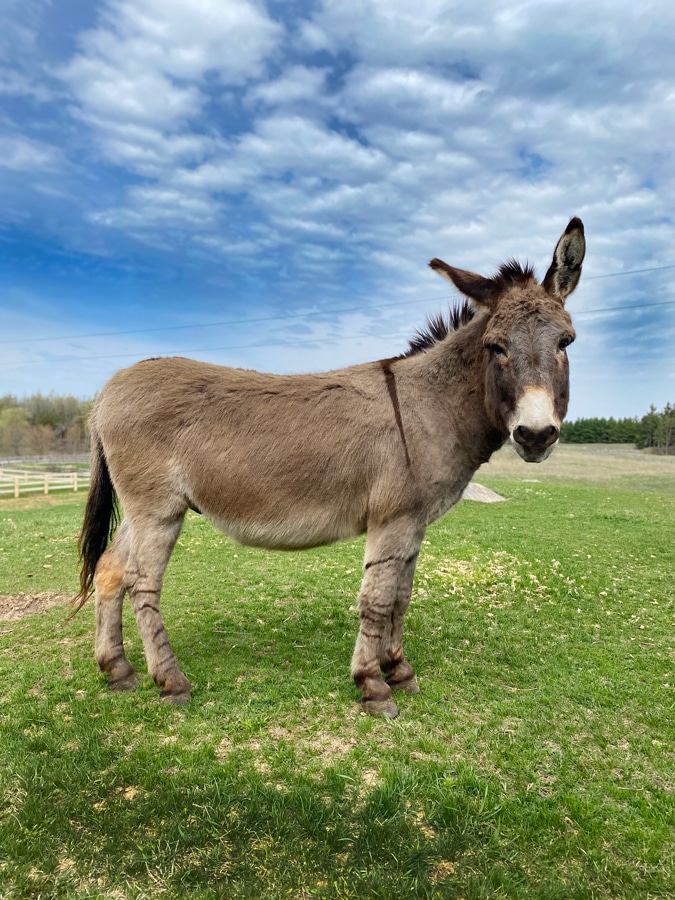 Photo of a donkey named Monterey standing in a field at the Donkey Sanctuary of Canada.