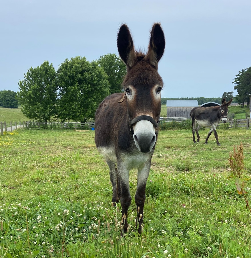 A photo of a donkey named Nacho in the foreground with his brother Noodle in the background at the Donkey Sanctuary of Canada.