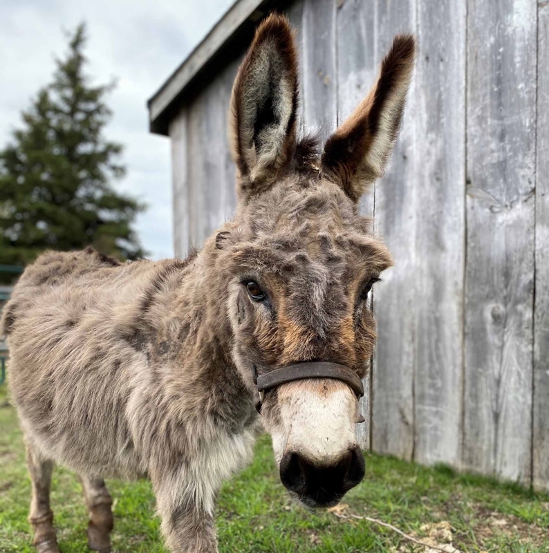 Nelson, a Miniature Gelding born in 2001, at the Donkey Sanctuary of Canada.