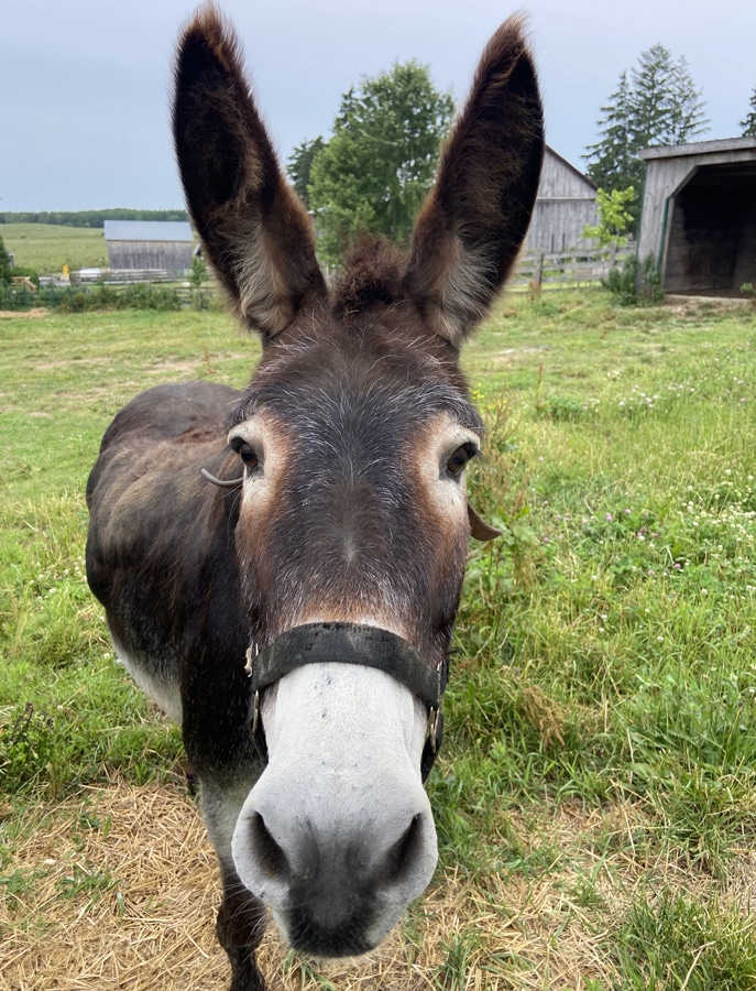 Photo of a donkey named Noodle at the Donkey Sanctuary of Canada.