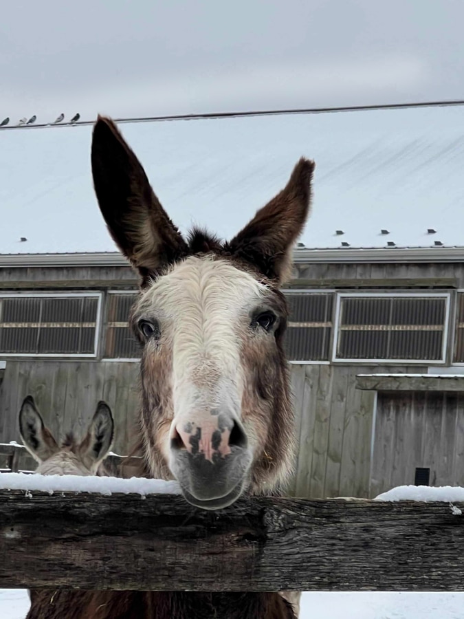 A photo of a donkey named Nova, looking over a fence at the Donkey Sanctuary of Canada.