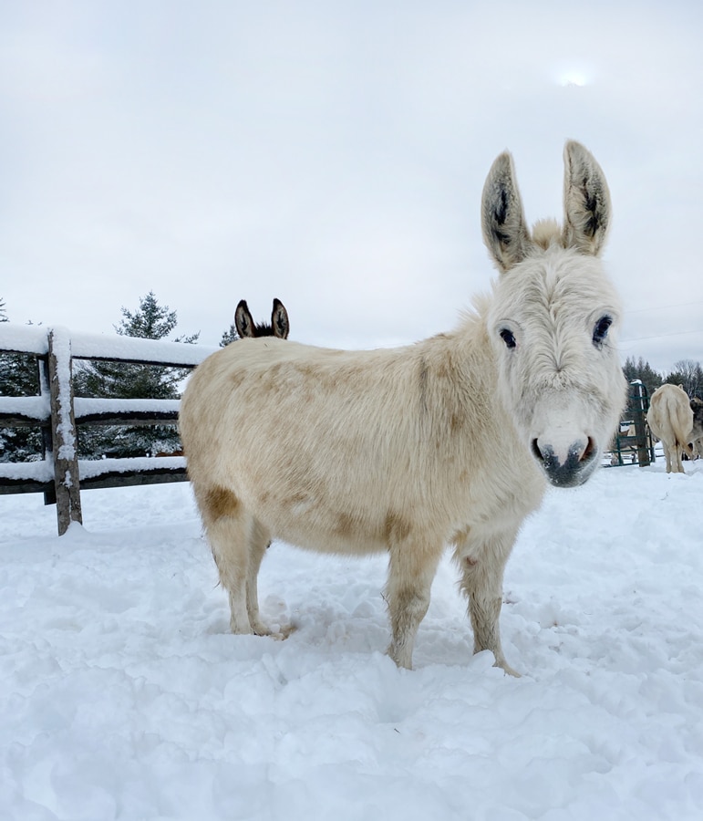 Photo of a donkey named Opal in the snow in a paddock at the Donkey Sanctuary of Canada