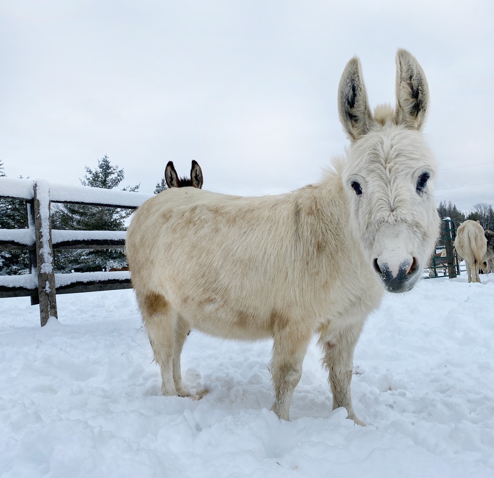 A photo of a donkey named Opal standing in a paddock in winter at the Donkey Sanctuary of Canada.