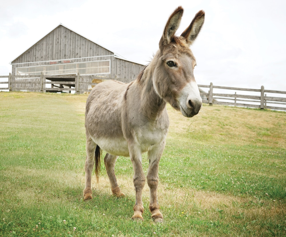 A photo of a donkey named Pearl in a paddock at the Donkey Sanctuary of Canada.