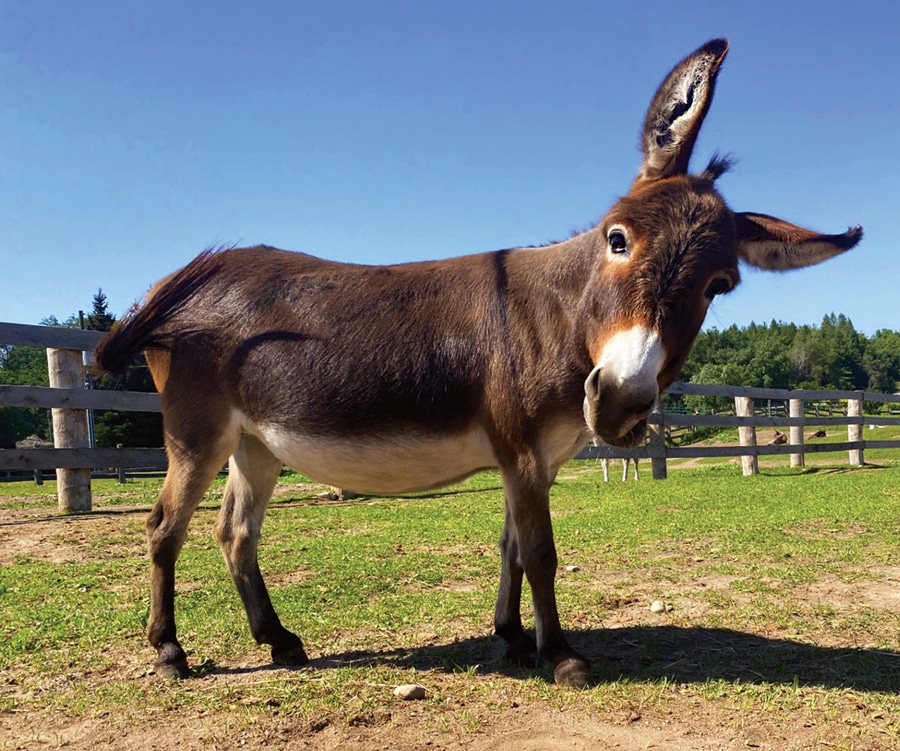 Photo of a donkey named Pebbles in a pasture at the Donkey Sanctuary of Canada.