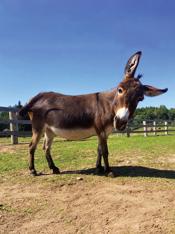 Photo of a donkey named Pebbles in a pasture at the Donkey Sanctuary of Canada.