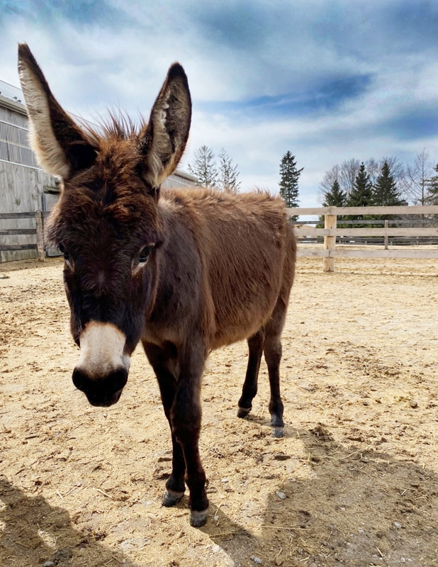 A photo of a donkey named Pekoe in a paddock at the Donkey Sanctuary of Canada.