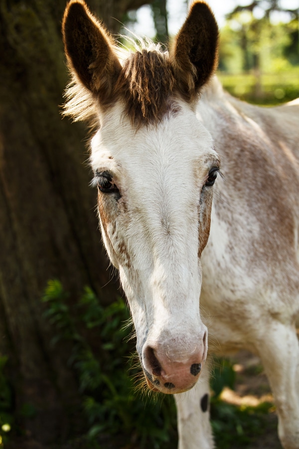 A photo of a mule named Petunia at the Donkey Sanctuary of Canada.