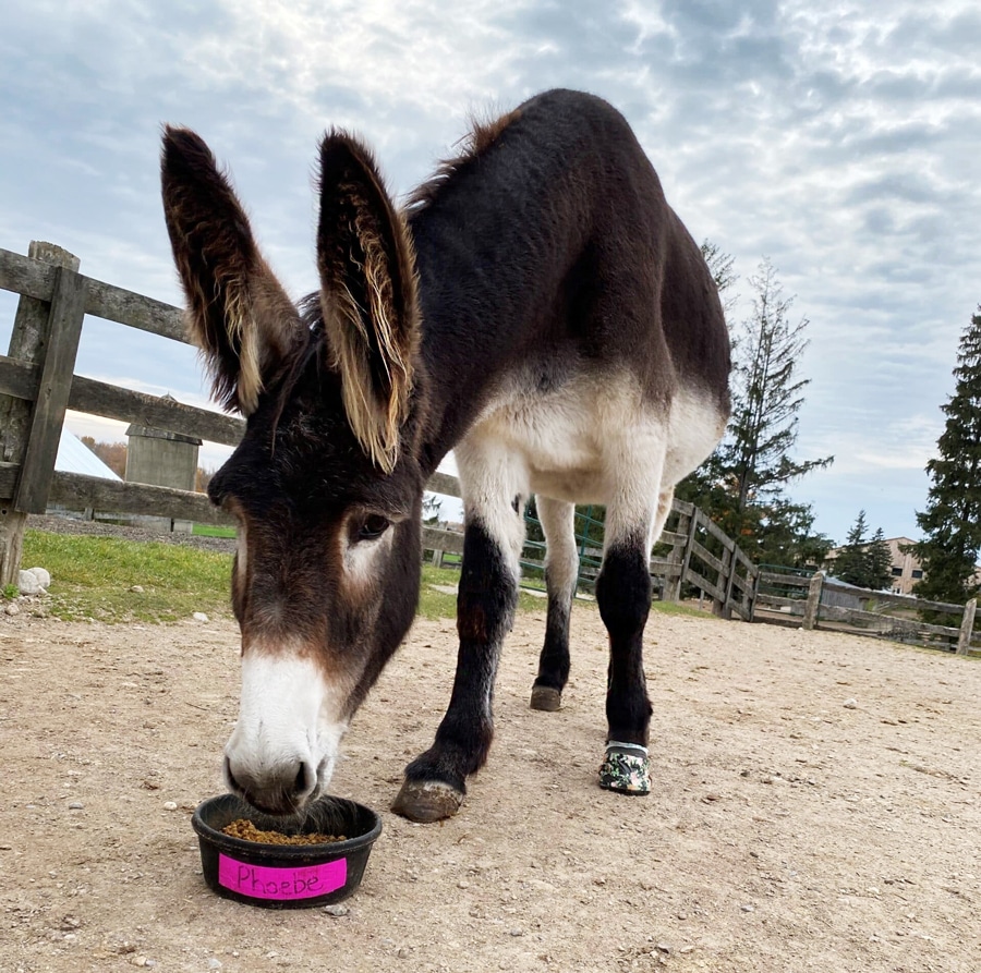 A photo of a donkey named Phoebe eating from a small bucket of grain at the Donkey Sanctuary of Canada.