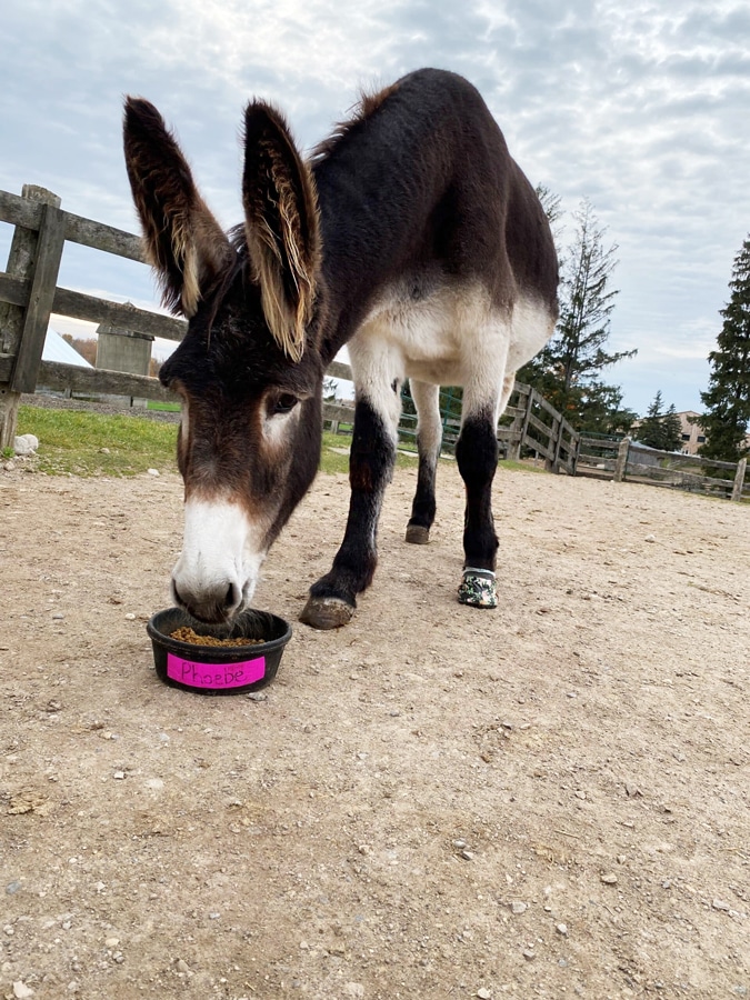 A photo of a donkey named Phoebe eating from a small bucket of grain at the Donkey Sanctuary of Canada.