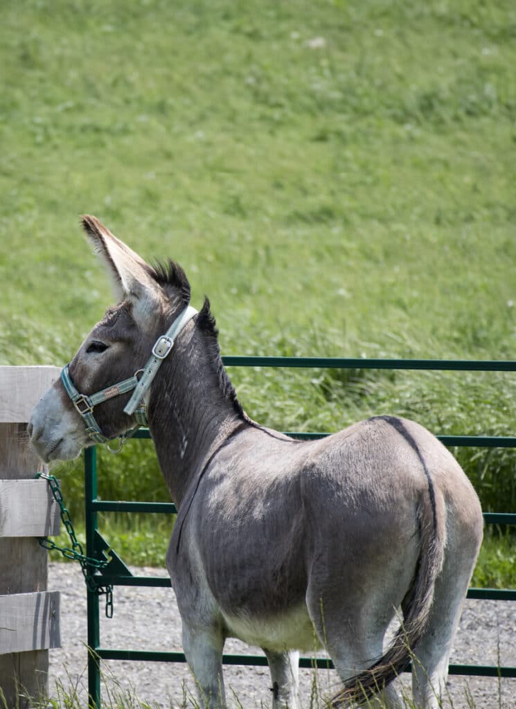 Photo of a wild burro named Phoenix at the Donkey Sanctuary of Canada.