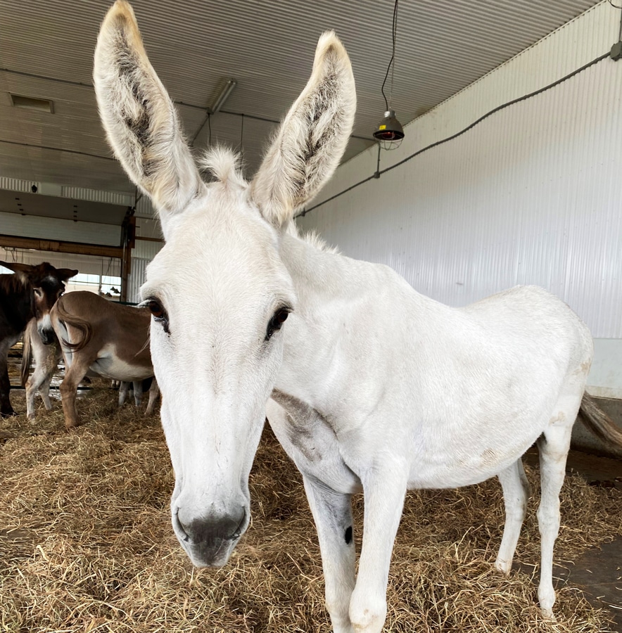 A photo of a donkey named Polly standing in a bed of straw in the Donkey House at the Donkey Sanctuary of Canada.