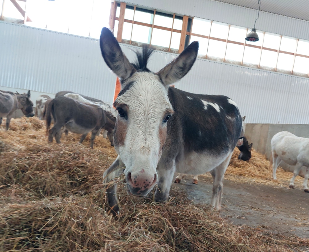 A photo of a donkey named Rachel eating hay in the Donkey House at the Donkey House of Canada.