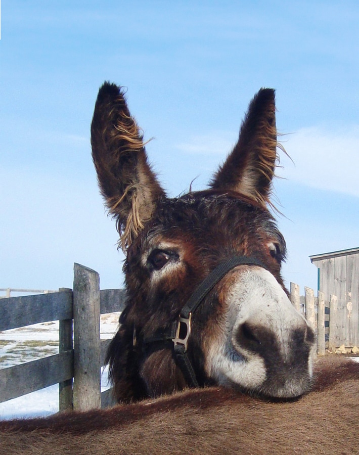 Photo of a donkey named Scout with his chin resting on the back of another donkey in a paddock at the Donkey Sanctuary of Canada.