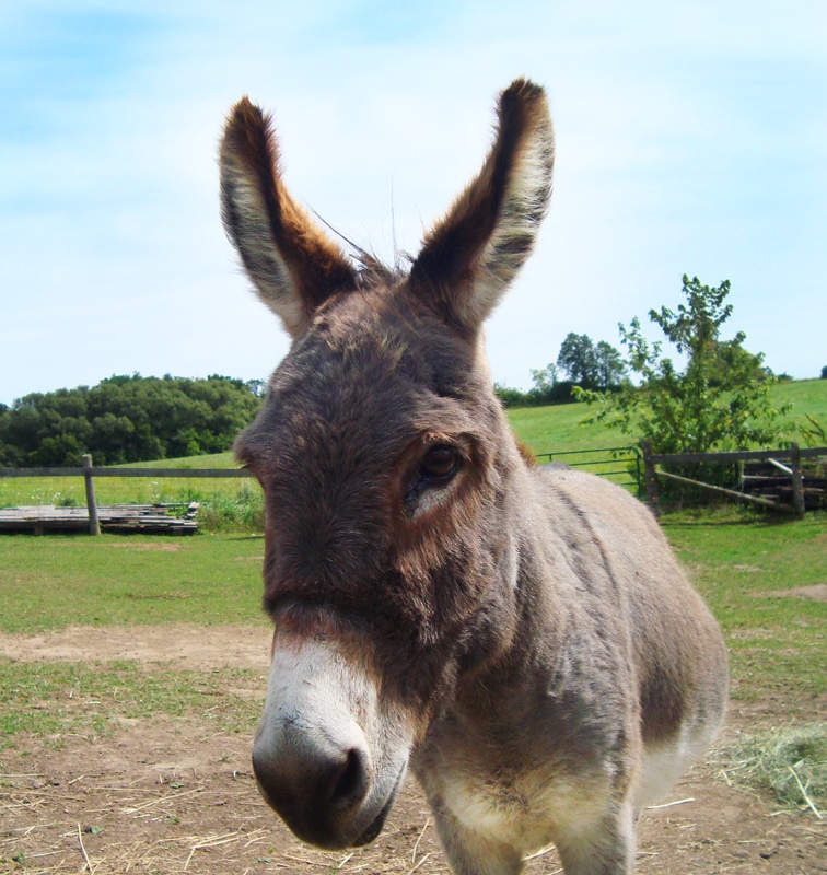 A photo of a donkey named Stuart Little at the Donkey Sanctuary of Canada.