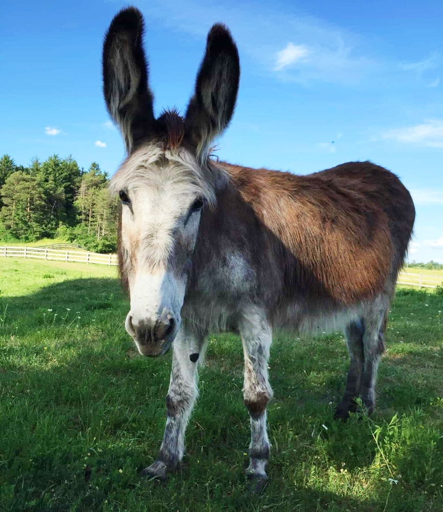 A photo of a donkey named Sunshine standing in a field at the Donkey Sanctuary of Canada.