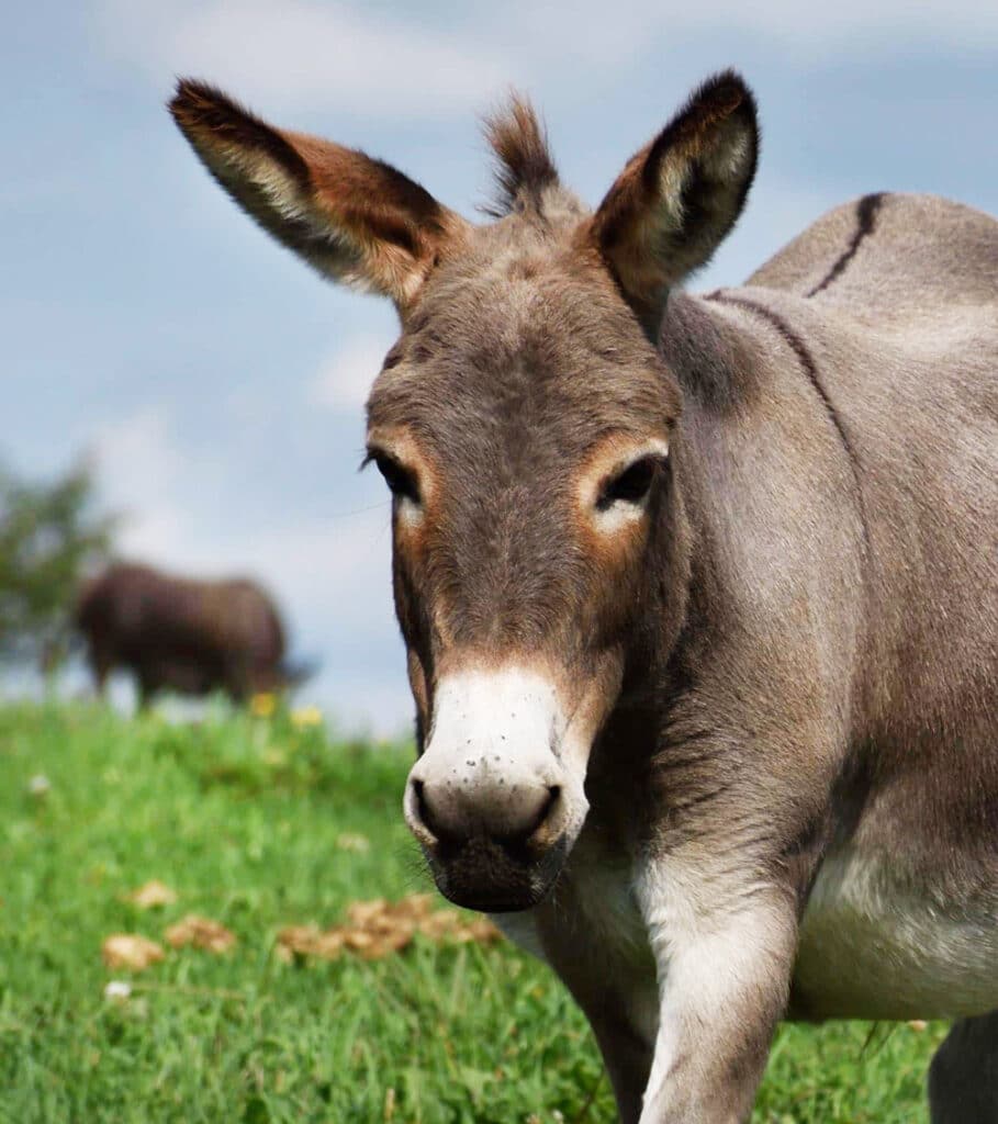 A photo of a donkey named Sydney in a paddock at the Donkey Sanctuary of Canada.