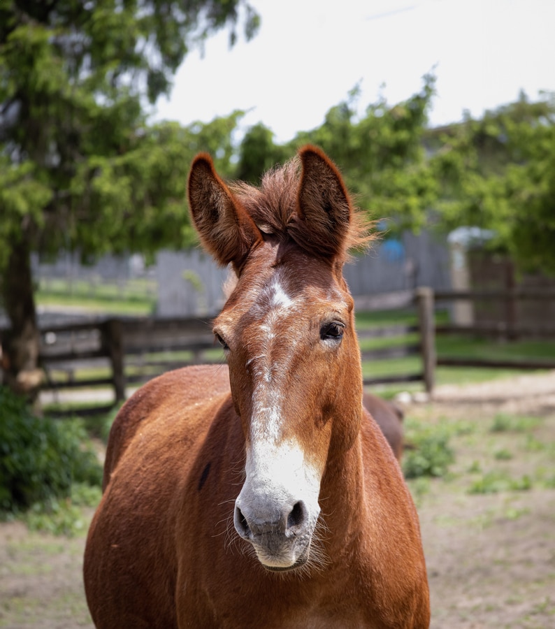 A photo of a mule named Ted in a paddock at the Donkey Sanctuary of Canada.