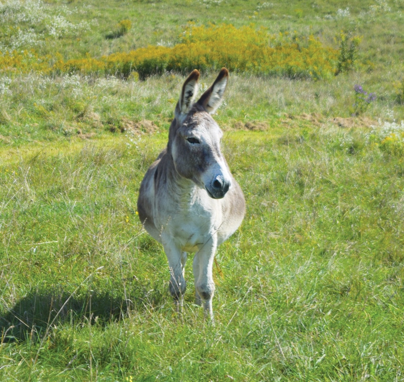 Photo of a donkey named Walker standing in a field at the Donkey Sanctuary of Canada.