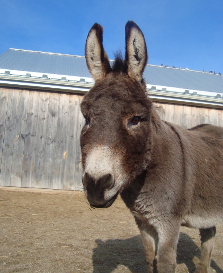 Photo of a donkey named Zeus in a paddock at the Donkey Sanctuary of Canada.