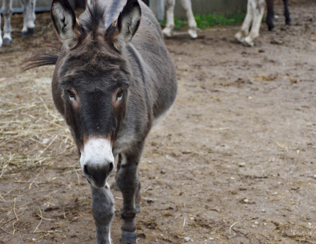 A photo of fondly remembered donkey Buster at The Donkey Sanctuary of Canada