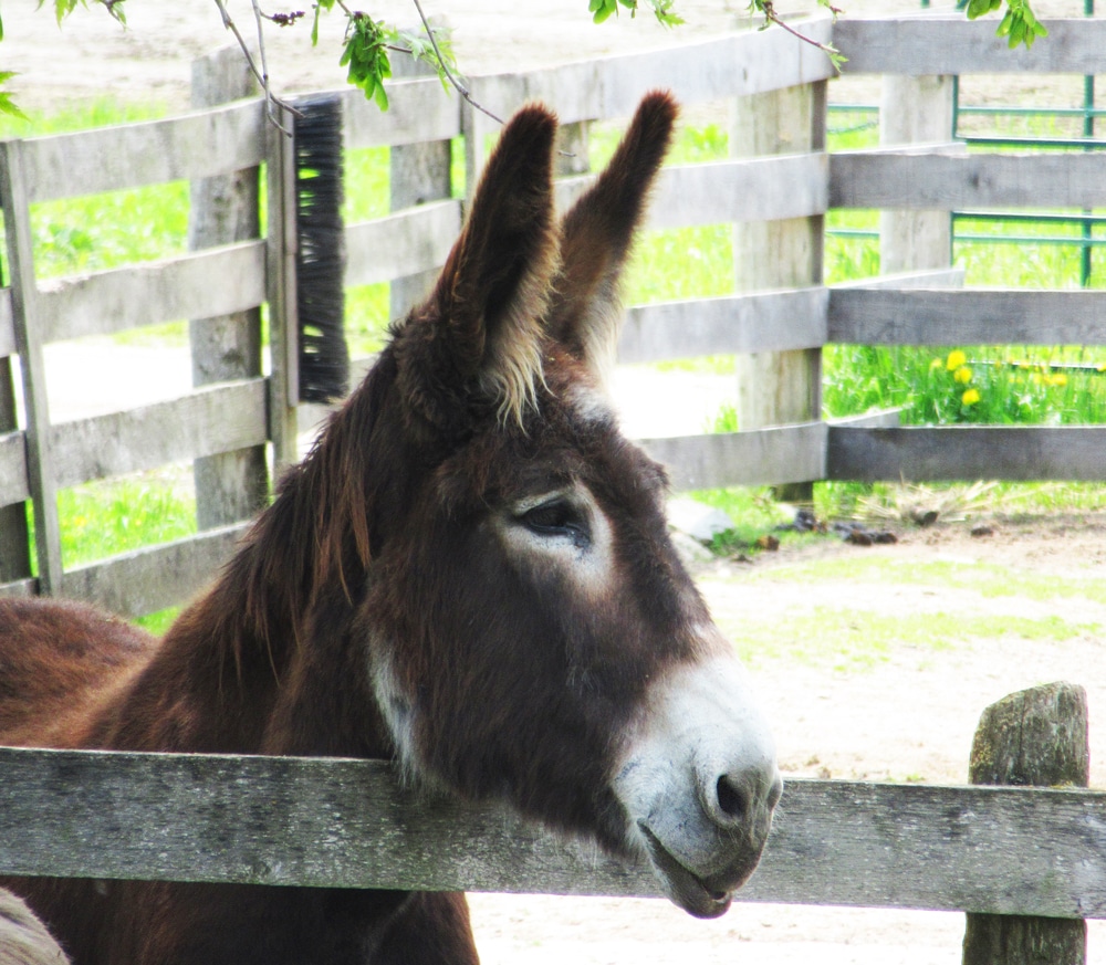 A photo of fondly remembered donkey Hewey peeking over the fence at the Donkey Sanctuary of Canada.