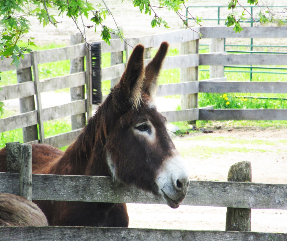 A photo of fondly remembered donkey Hewey looking over the fence at the Donkey Sanctuary of Canada