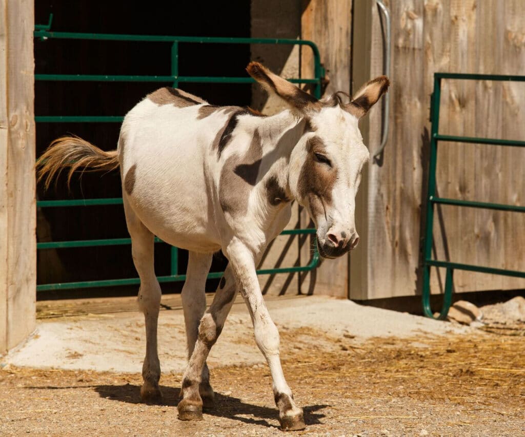 A photo of fondly remembered donkey Rimkin at the Donkey Sanctuary of Canada.