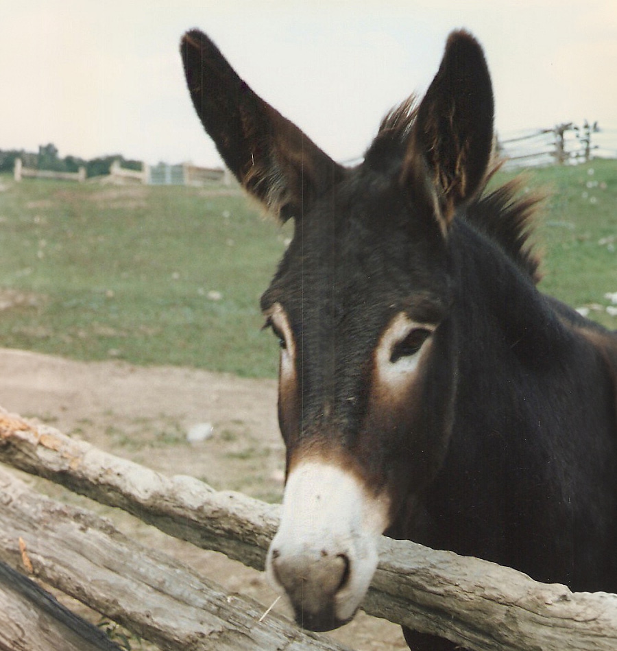 A photo of fondly remembered donkey Silky.