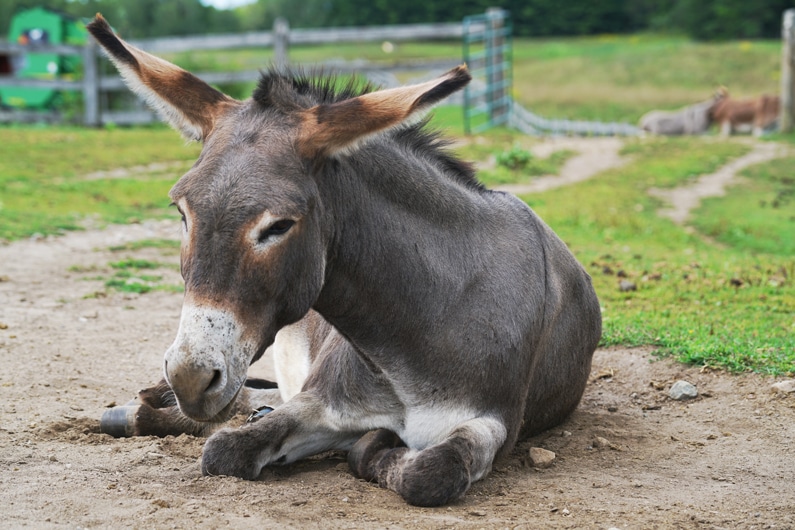 A photo of fondly remembered donkey Piper at the Donkey Sanctuary of Canada